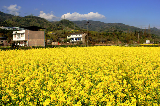 乡村油菜花田