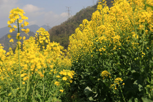油菜花特写