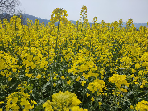 油菜花