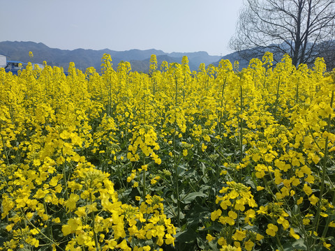 油菜花田