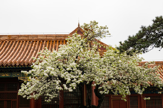 故宫院子里的树开白花