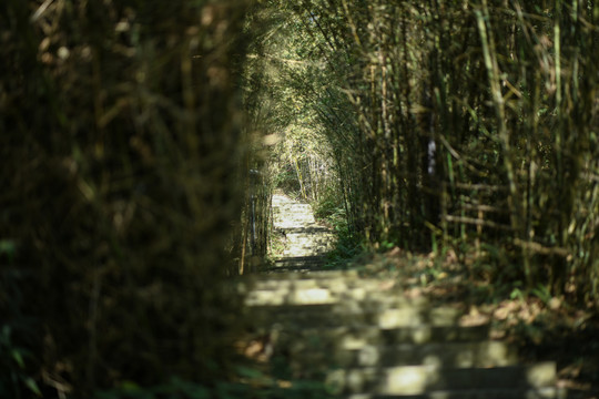 竹林幽静的小道