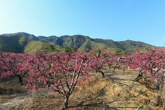 满山遍野桃花盛开