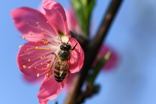 桃花上采蜜的小蜜蜂
