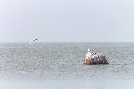 湖面飞鸟