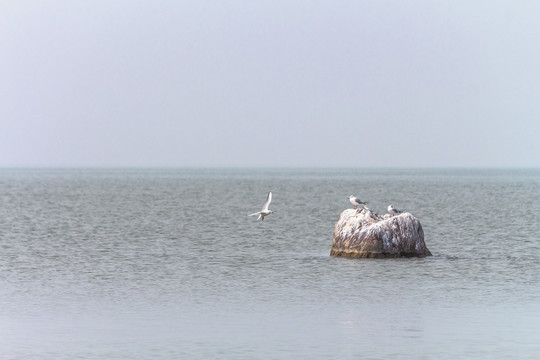 湖面海鸥