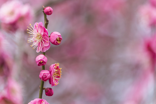 梅花