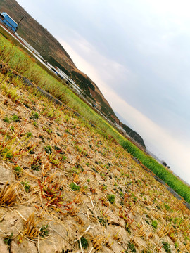 稻田庄稼地特写