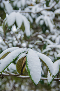 雪景