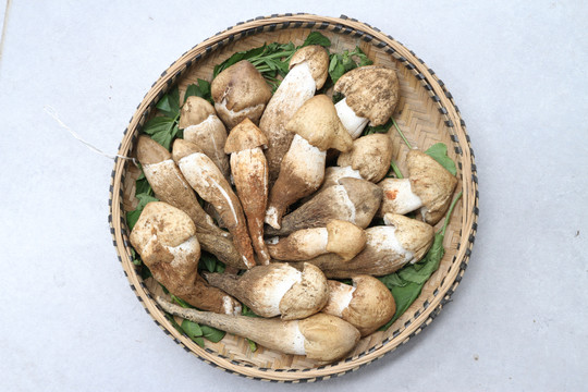 鸡枞菌