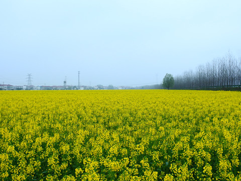 杨家场遍地油菜花