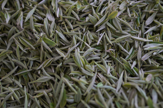 绿茶茶芽