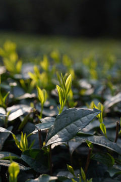 茶芽