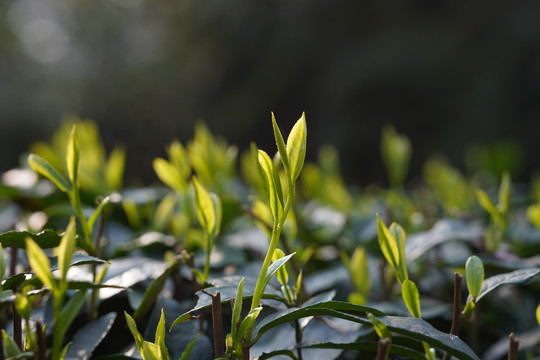 茶树嫩芽