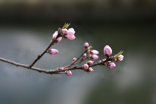 一枝桃花