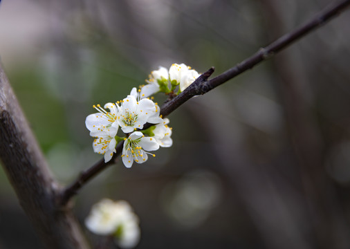 一枝梨花