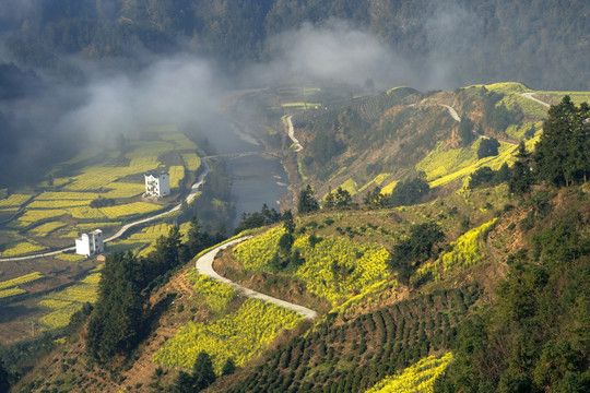 山村油菜花