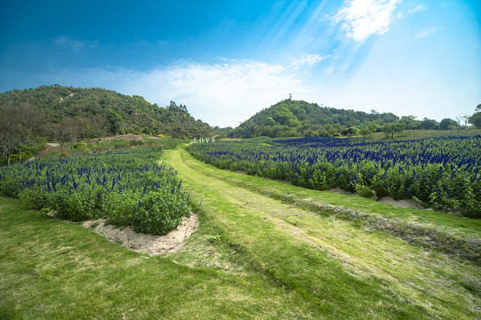 美丽山坡