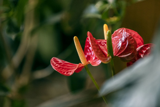 红烛花图片