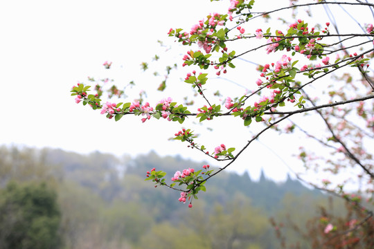 海棠花