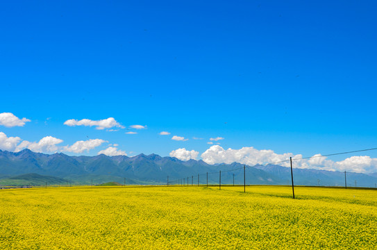 门源油菜花