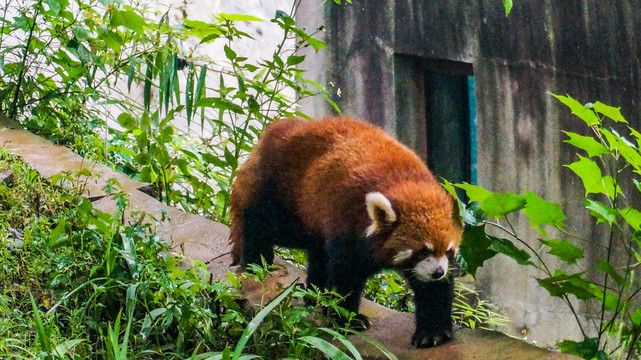 小浣熊