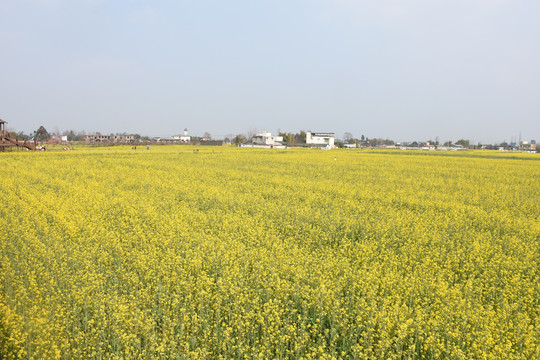 万亩油菜花