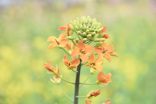 橙色油菜花