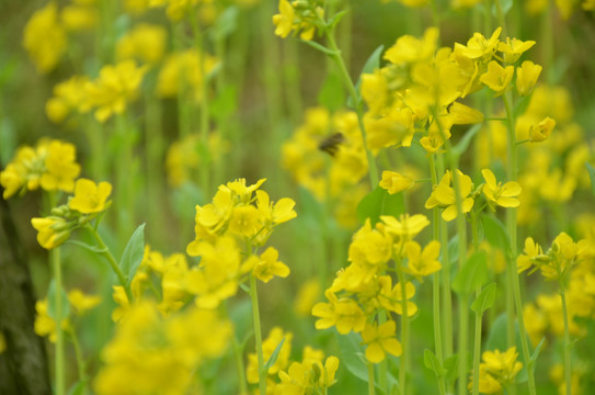 油菜花开蜜蜂采