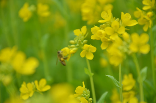 蜜蜂采花授粉