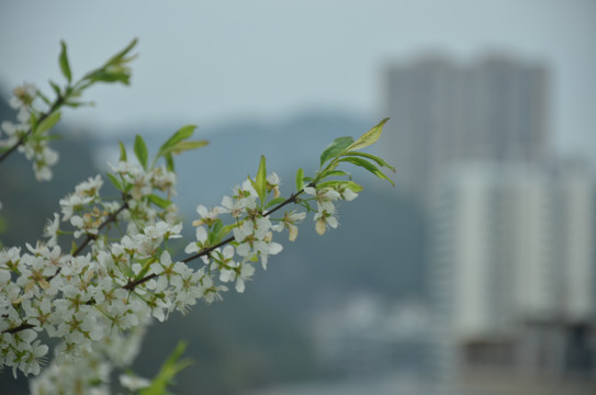 李子树开花蜜蜂授粉