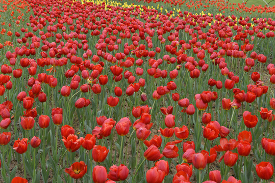 公园郁金香花卉