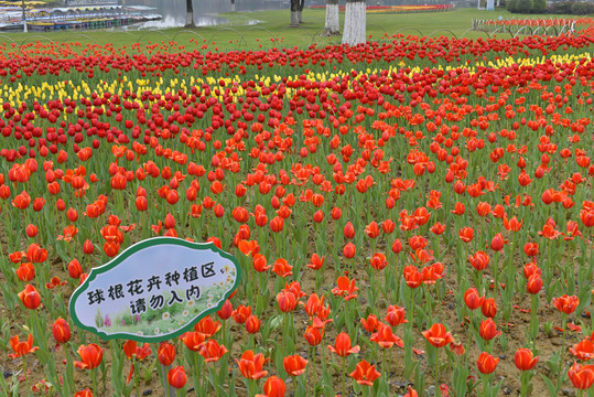 公园郁金香花卉