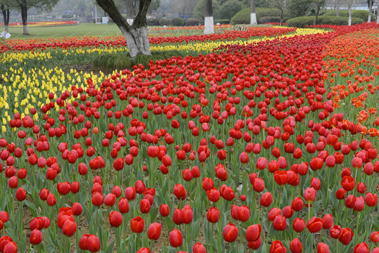 公园郁金香花卉