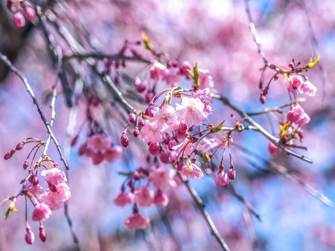 武大樱花