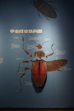 甲虫结构图