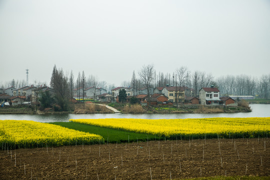 油菜花田