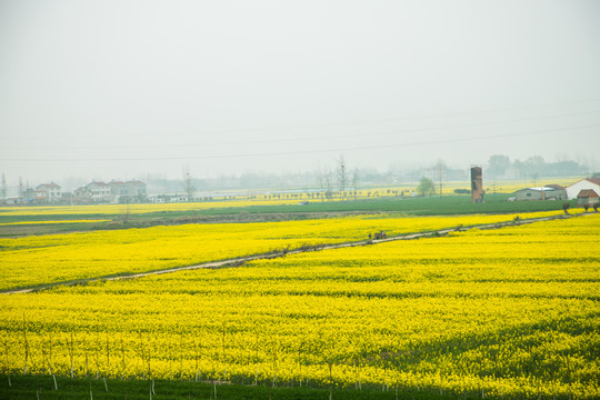 油菜花田