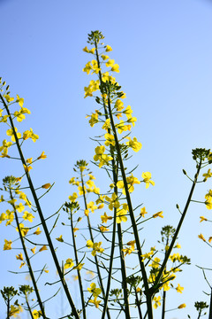 油菜花