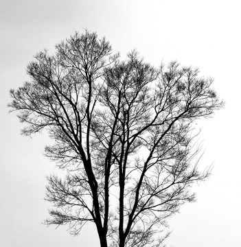 黑白树枝树干