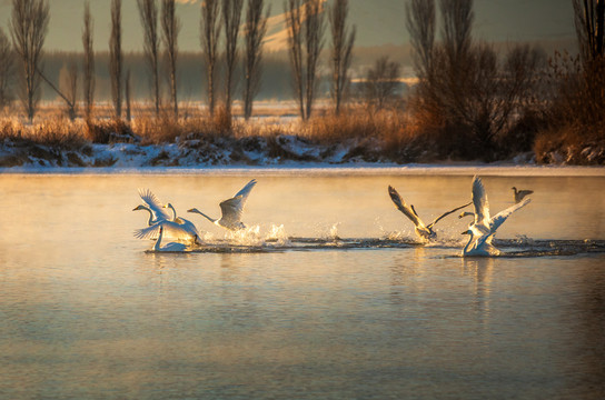 冬天天鹅湖嬉戏的天鹅