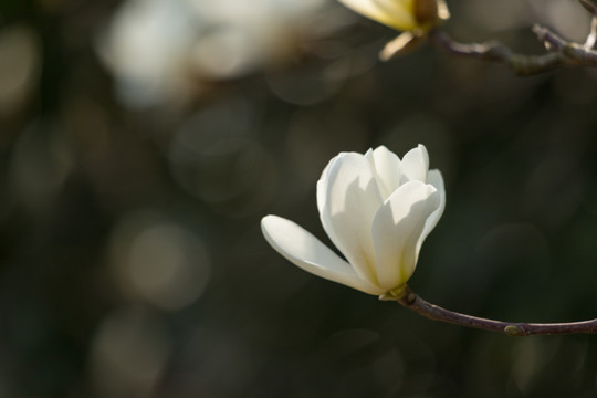 玉兰花开