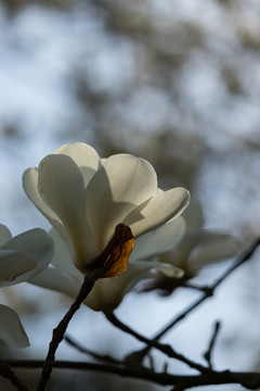 玉兰花开