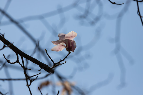 玉兰花开