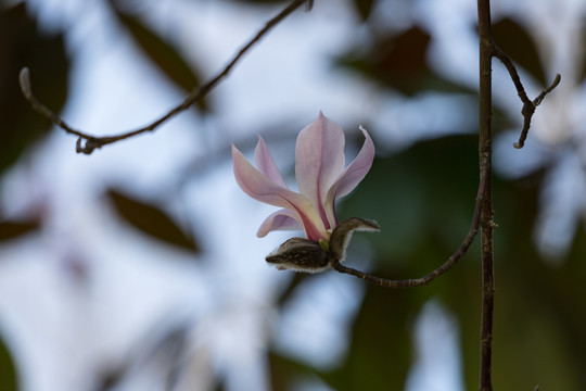 玉兰花开