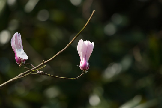 玉兰花开