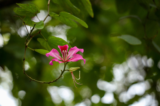 红花羊蹄甲