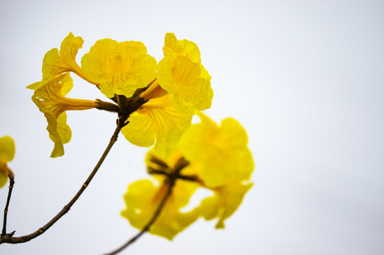 黄花风铃木