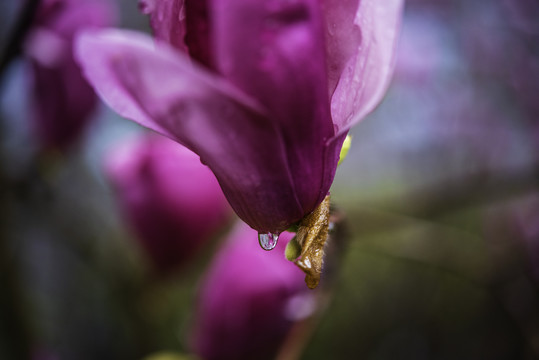 紫玉兰花