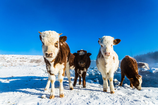 冬季雪地小牛犊